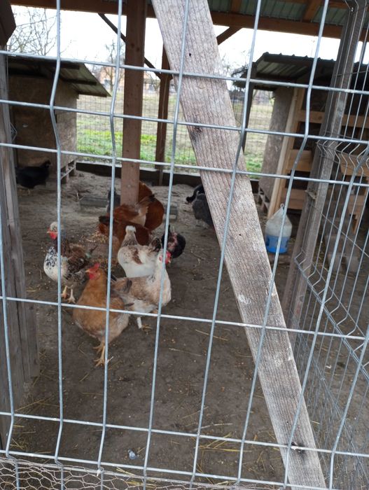 Pui de gaina diferite rase