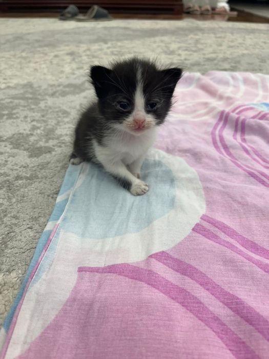 Котята Рэгдолл! Возраст 4 недели, всего .