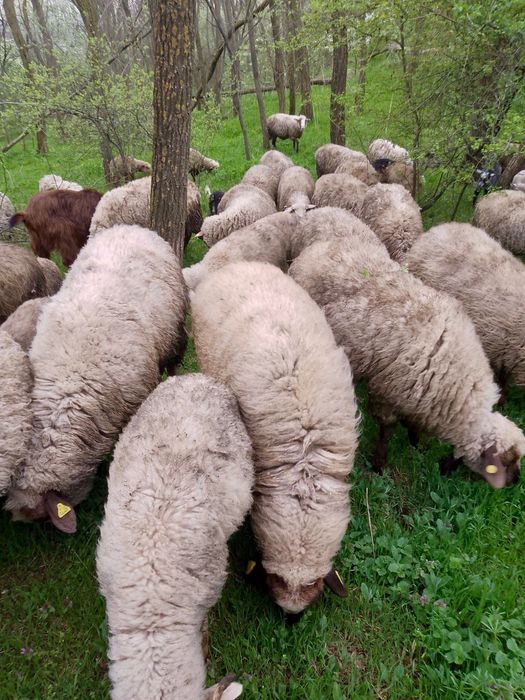 Vând oi rasa Țigaie cu miei