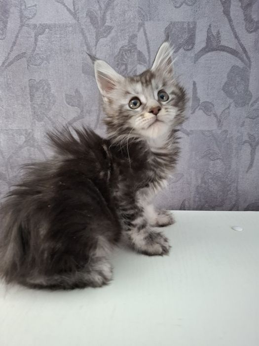 Мейн-кун девочки