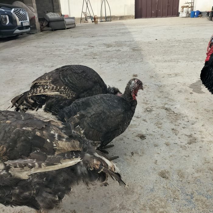 Үндік- павлин сатылады. Бағасы 25000теңгеден