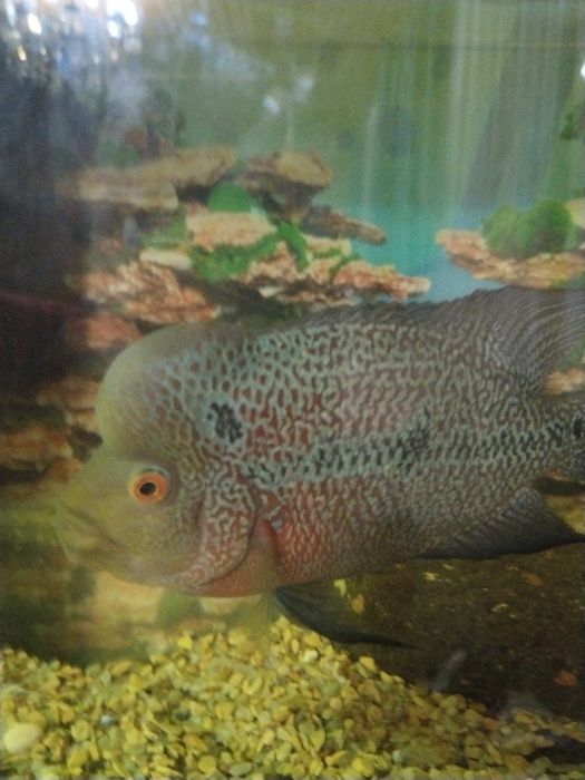 Фловер хорн цихлиды