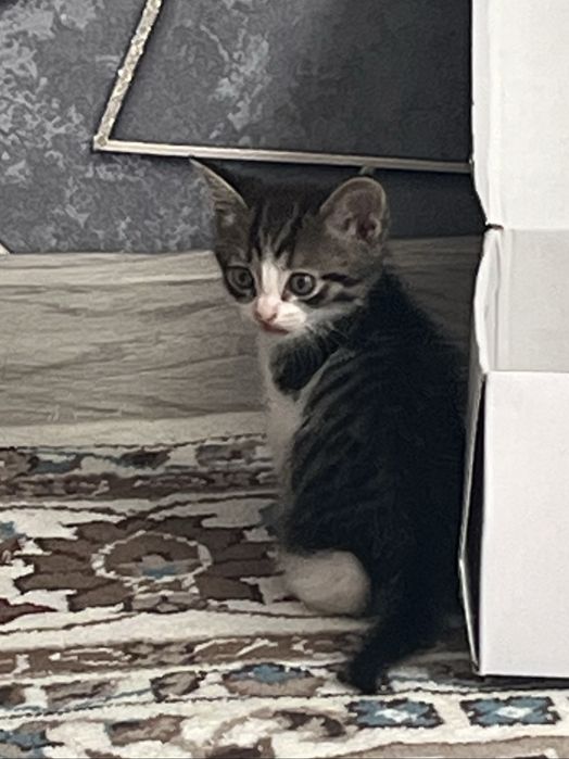 Отдам котят в добрые руки!