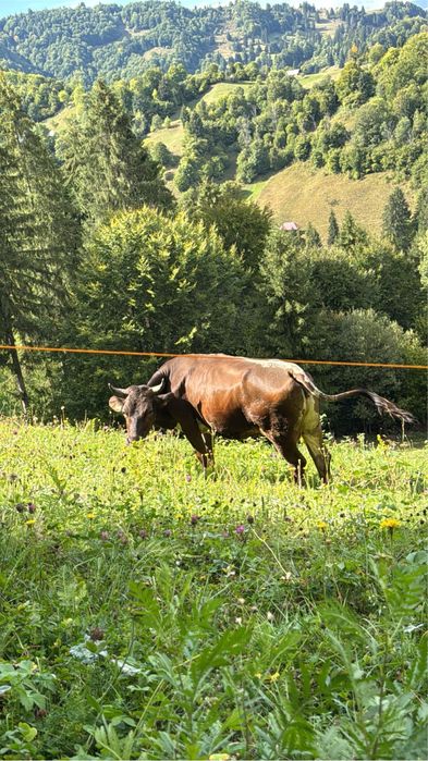 De vănzare mai multe detali în privat