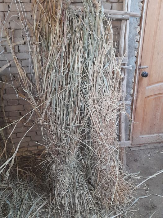 Гуш бор буйи 2метр