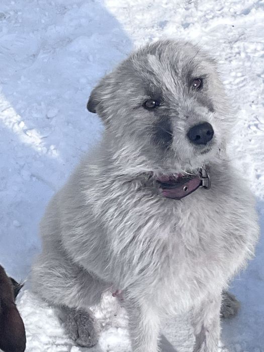 Отдам Щенят добрые руки