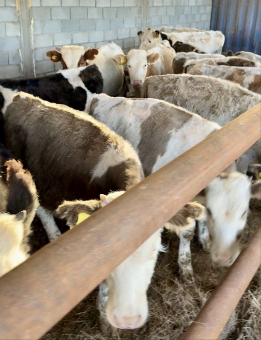Продам бычков (быки)20-25 голов сегментал