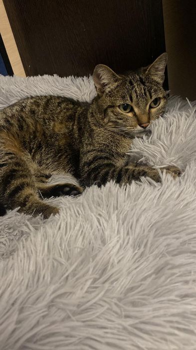 ИДЕАЛЬНАЯ кошечка ищет добрый дом!