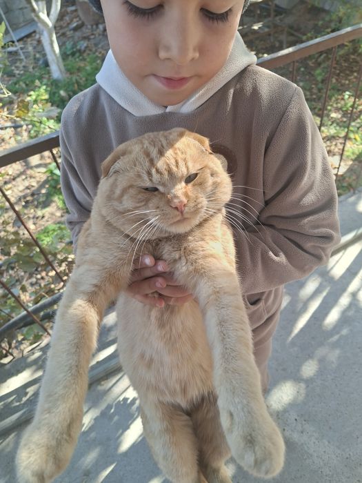 VYAZKA uchun qiz mushuklarni taklif qilamiz.