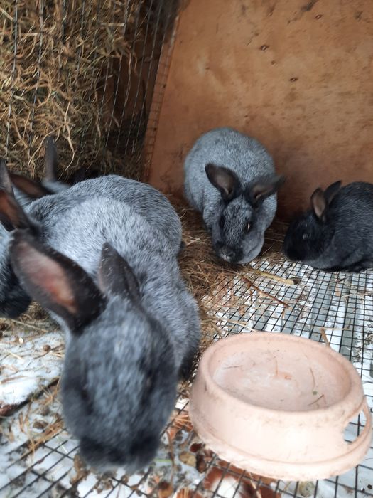 Продам кролят Полтавское серебро