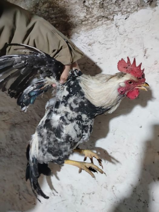 Продам петухов породы Адлер