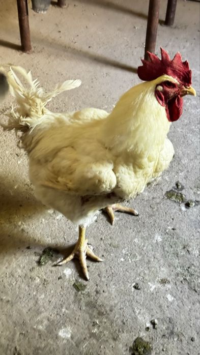Cocosi de carne, de curte