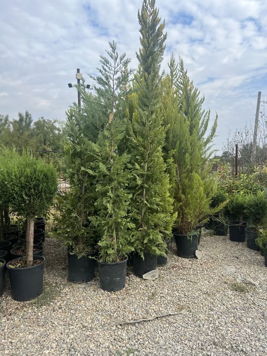 Amenajari gradini cu plante orice specie