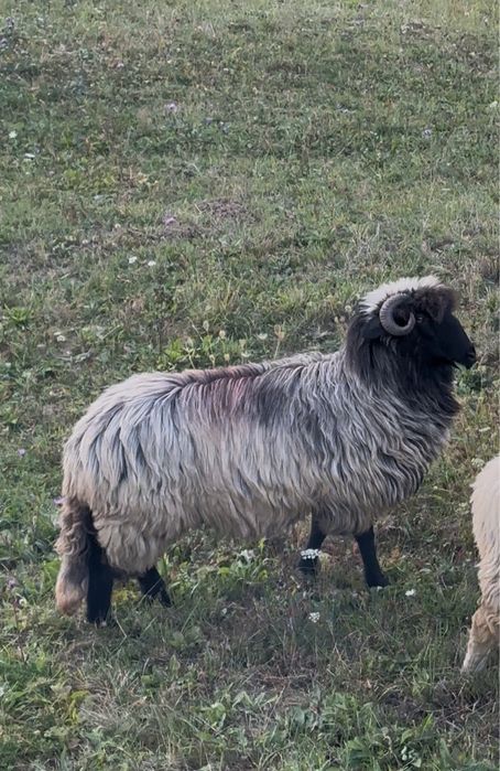 Oi breze de vanzare