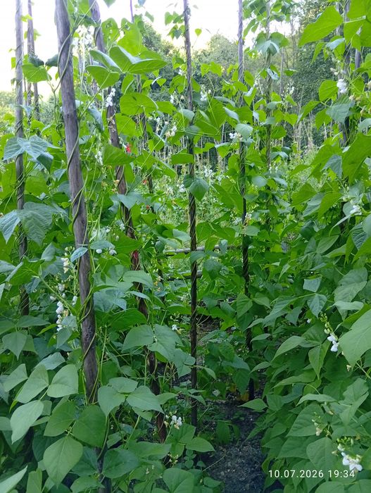 Родопски Шарен боб