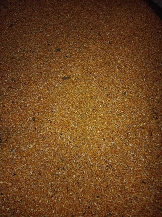 Porumb boabe curat si uscat productie 2025