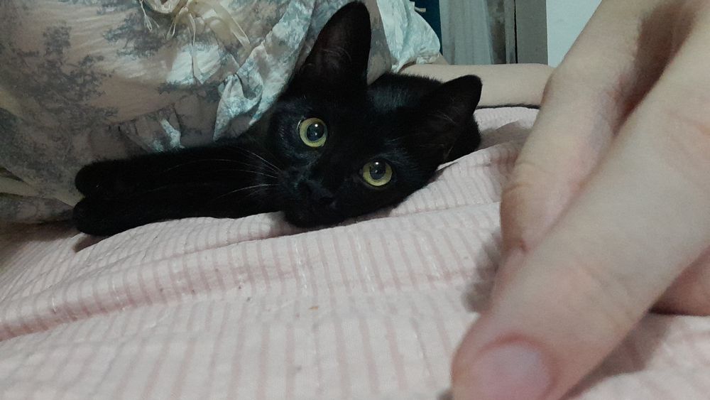 Котенок девочка в хорошие руки
