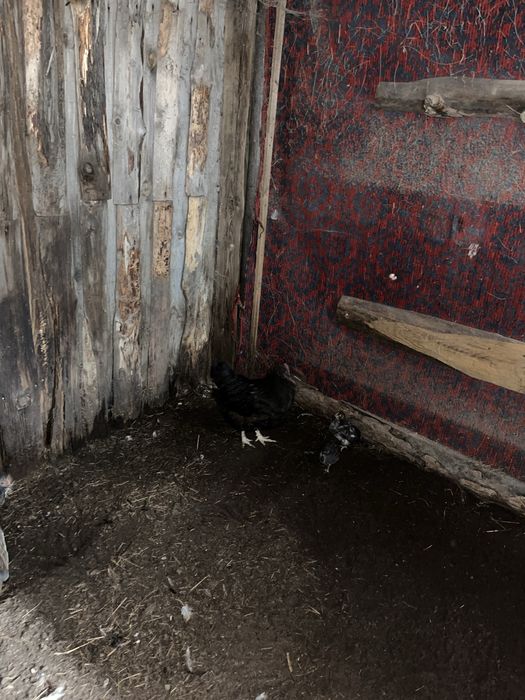 Куры домашние…..