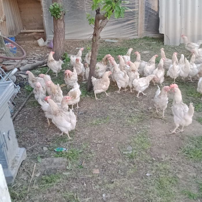 Тауктар тукымдап тур