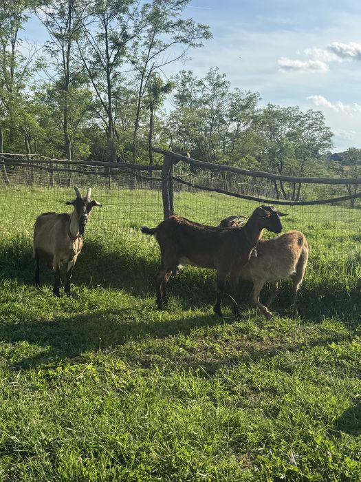 Capre foarte bune de lapte in arges
