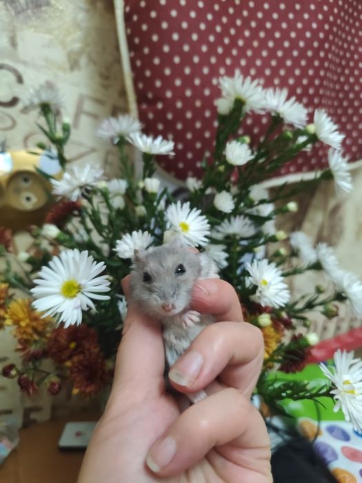 Отдам бесплатно хомяков с клеткой