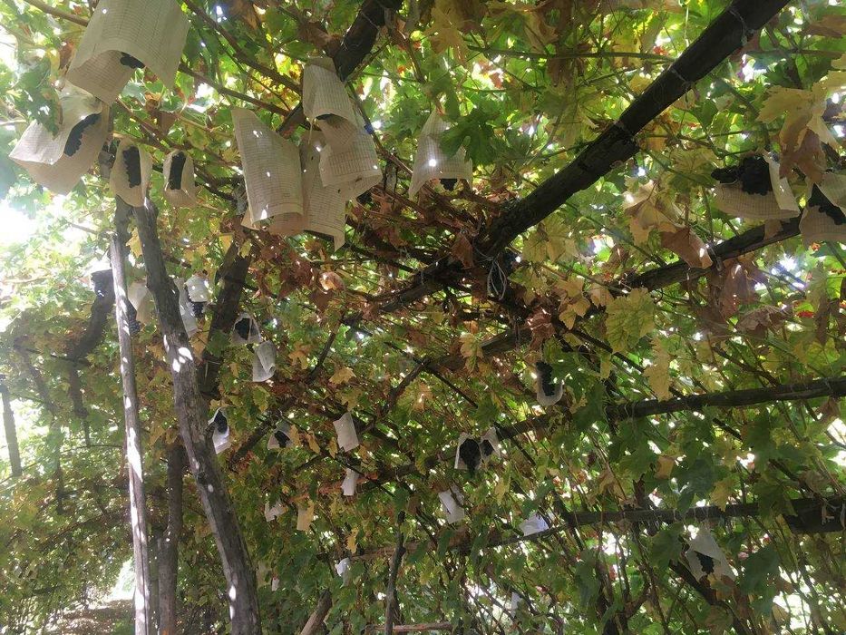 экологик  тоза  кора кишмиш  паркент