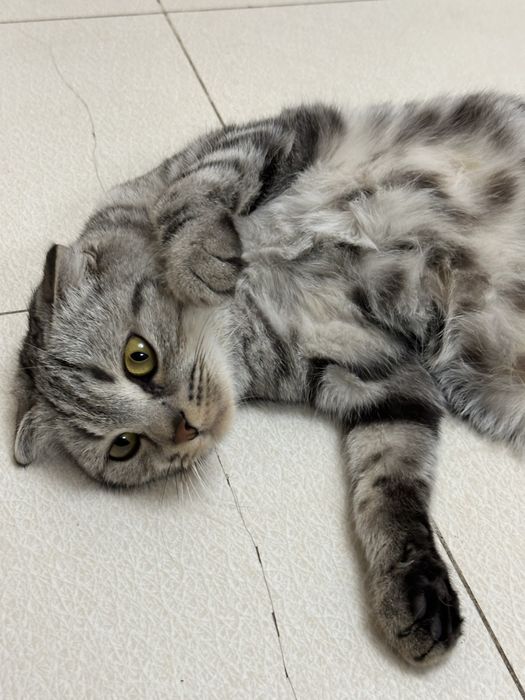 Кошка и котенкаа