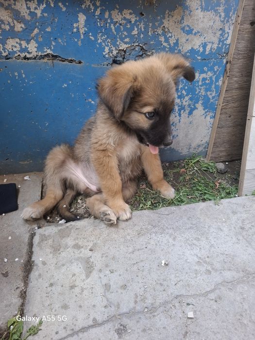 Отдам щенка мальчик.