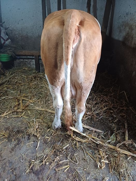 Vaca de vinzare buna de lapte