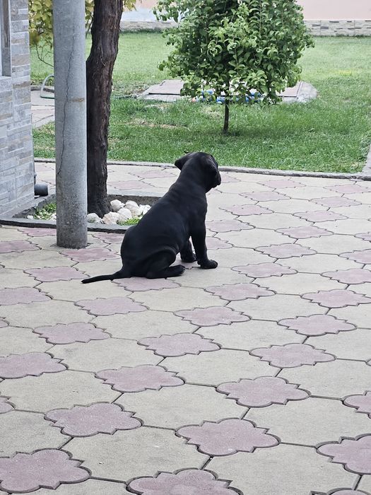 Кане корсо  кученца