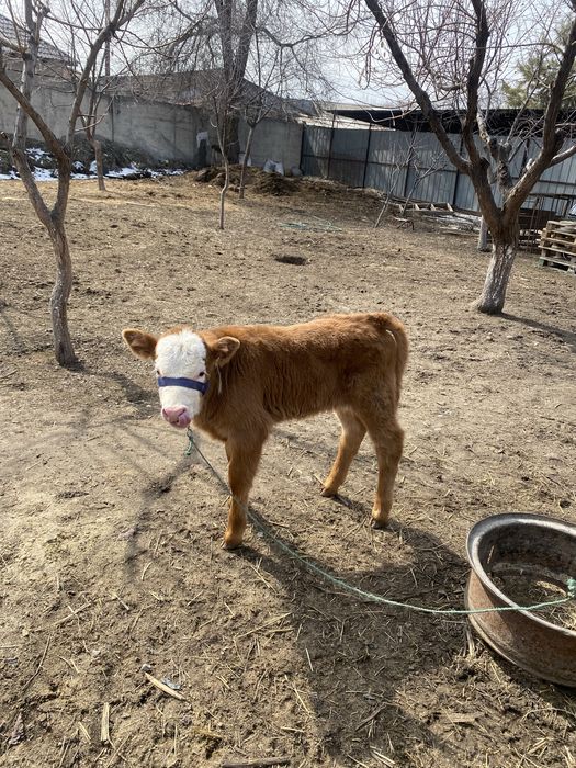 Животные сельхоз/животные