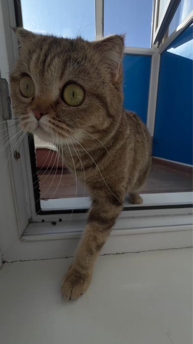 Отдам кошку в хорошие руки