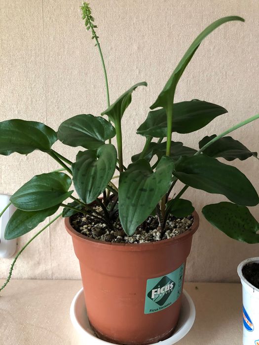 Дримиопсис пятнистый