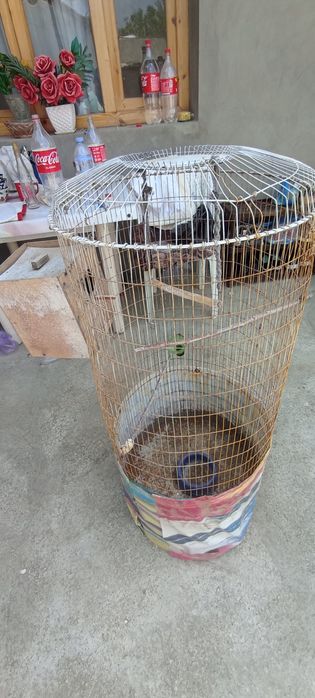 Qushlarni ini sotiladi