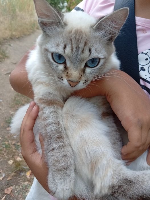 Котик_голубоглазка