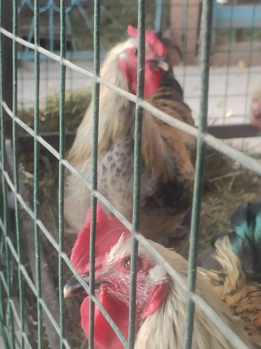 Продам молодых петушков