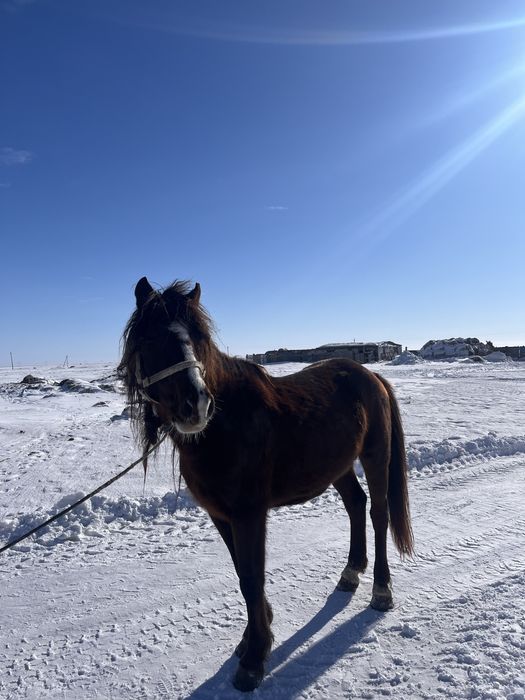 Продается лошадь на табунство