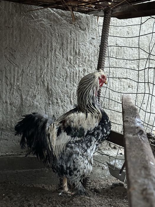 Brama xo‘roz sotiladi (yirik zot)