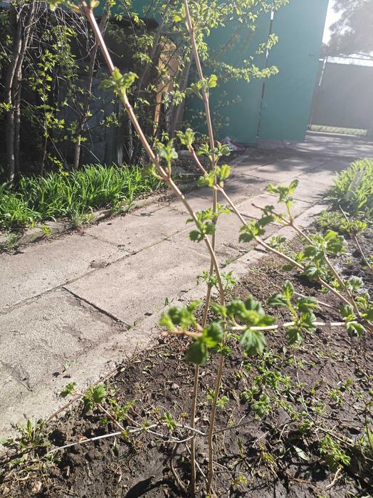 Продам цветок бульдонеж