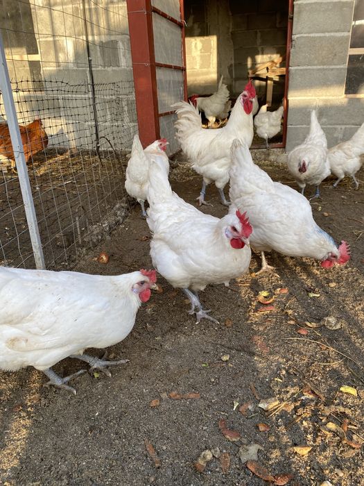 Oua incubat La Bresse