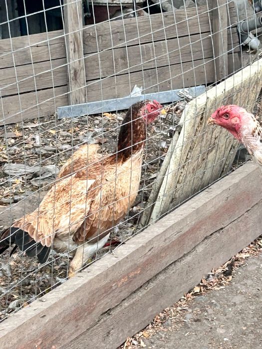Продам курей даканок
