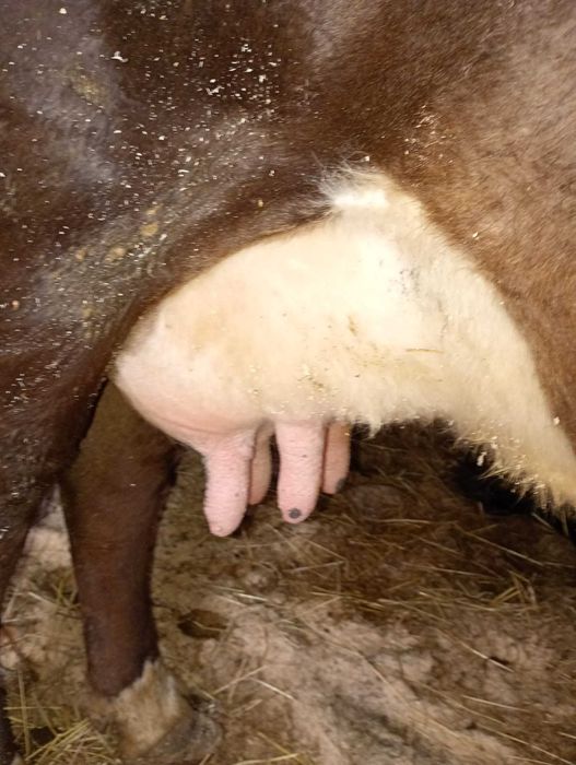 Vand vacă cu vițică