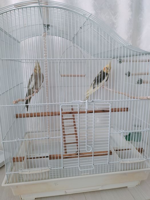 Продам попугаев Корелла