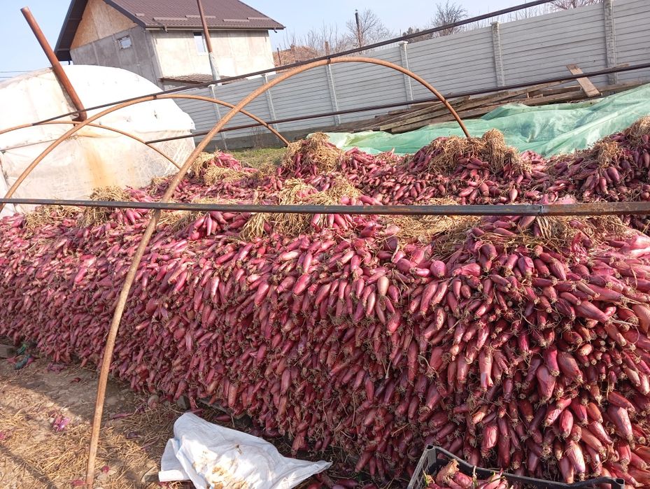 Ceapa roșie de buzau