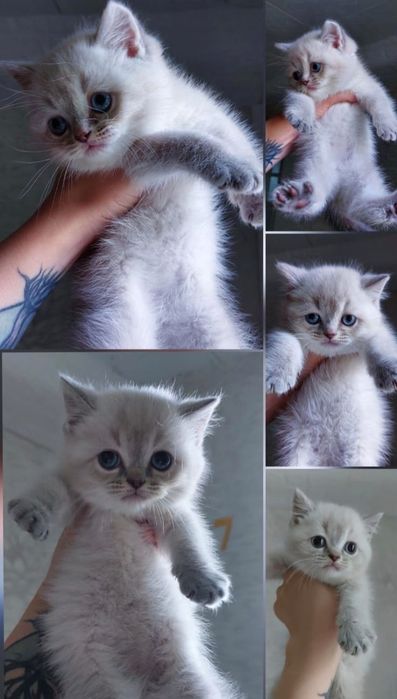 Вязка, прямоухих и вислоухих кошечек