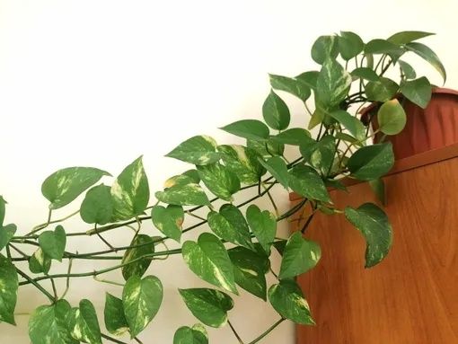 Сциндапсус и Сингониум в одном горшке