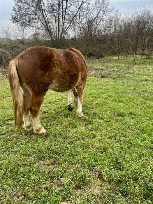 Mânz castrat 1 an si 6luni