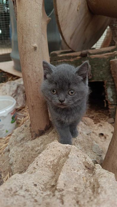 Британско котенце