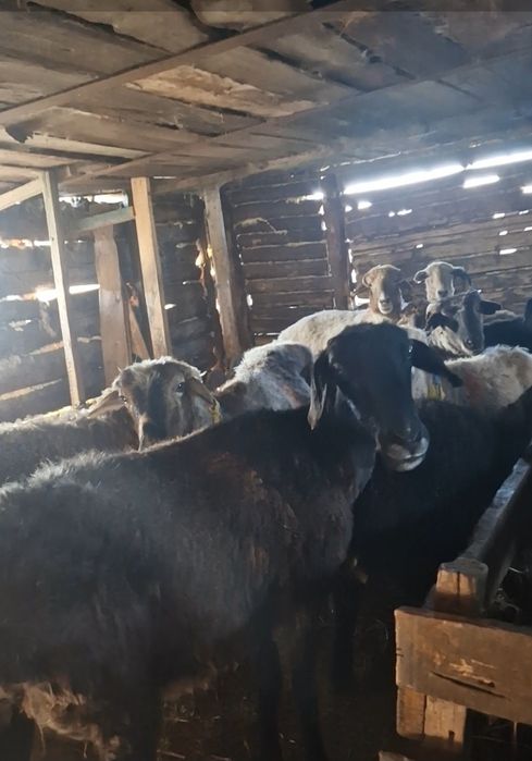 8 овцематок и 7 ягнят