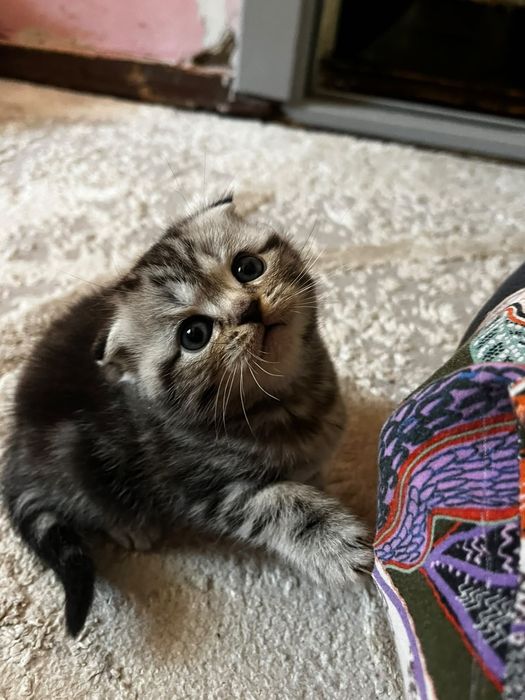 Породистые котята